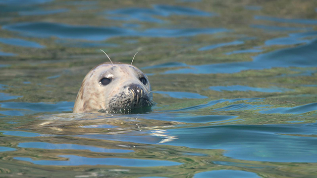 One Hour Seal Safari RIB Trip for Two in Padstow, Cornwall Image 2