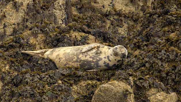 One Hour Seal Safari RIB Trip for Two in Padstow, Cornwall Image 3