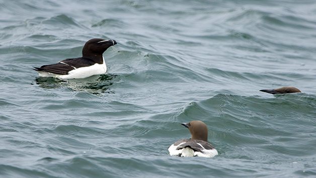 One Hour Seal Safari RIB Trip for Two in Padstow, Cornwall Image 5