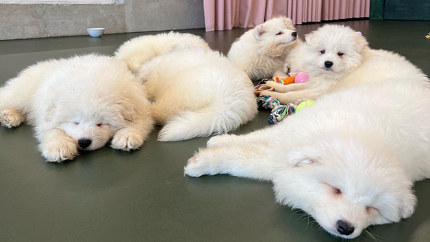 Puppy Yoga with Bottomless Prosecco for Two with Puply Image 3