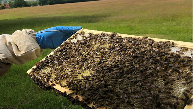 Inside the Hive Rural Beekeeping Experience for One with Park Farm Cottage Image 2