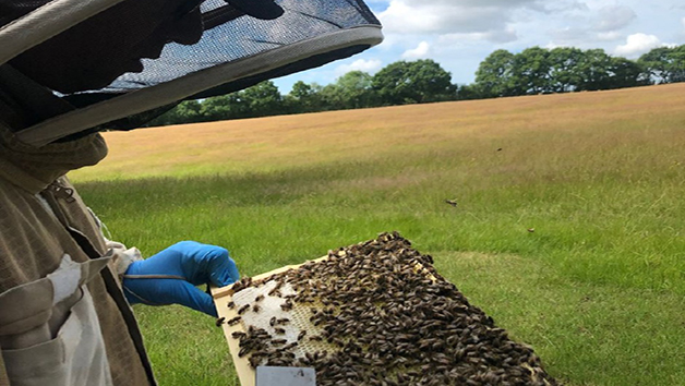 Inside the Hive Rural Beekeeping Experience for One with Park Farm Cottage Image 3