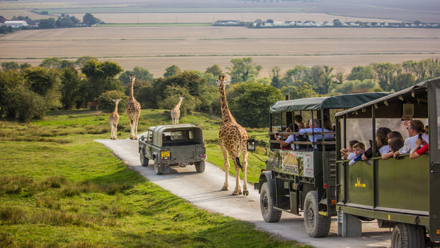 Port Lympne Reserve Gorilla Encounter and Truck Safari for Two Image 2