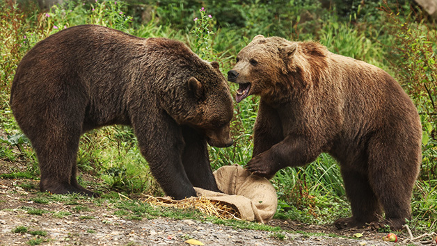 A Visit to Port Lympne Reserve, Truck Safari and Afternoon Tea for Two - Image 7
