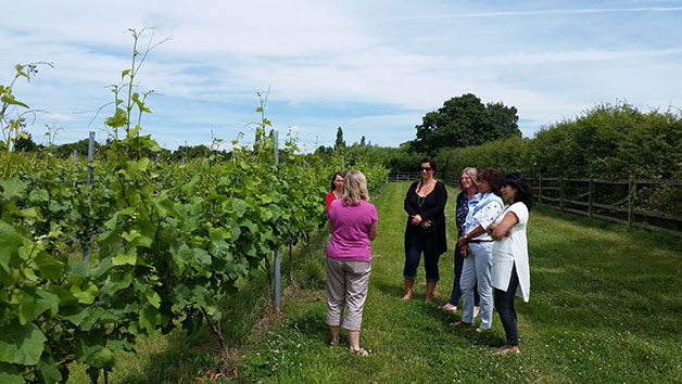Vineyard Tour And Tasting For Two At Hanwell Wine Estate