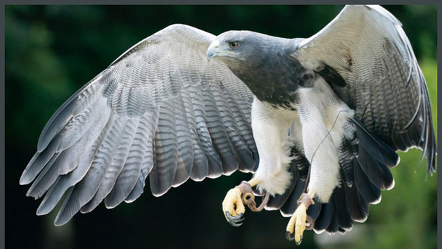 VIP Family Session at Xtreme Falconry in Dorset Image 2