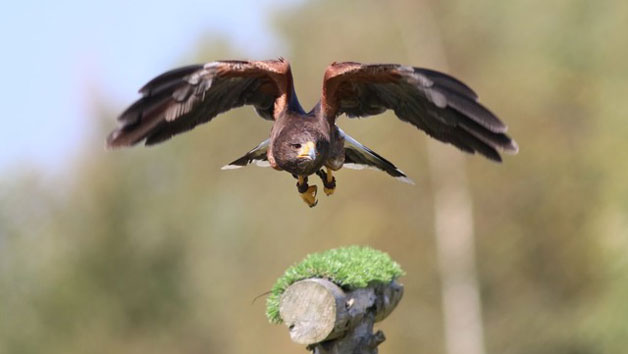 VIP Family Session at Xtreme Falconry in Dorset Image 1