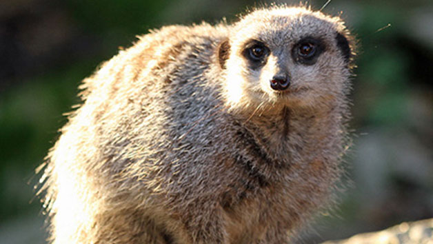 A Family of Four Meet the Meerkats Image 3