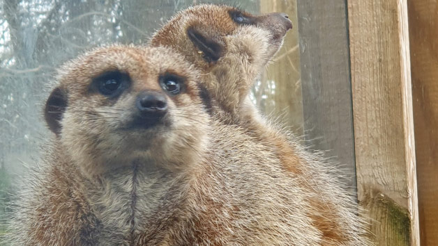 Click to view details and reviews for Meet The Meerkats For Two.