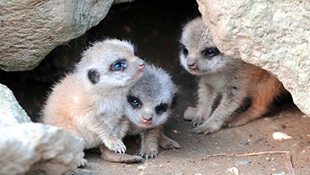 Meet the Meerkats for Two Image 2