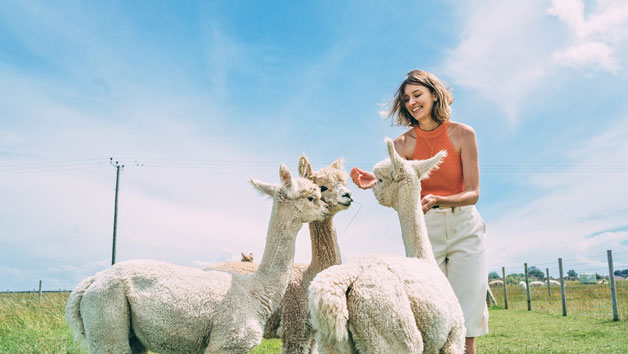 Click to view details and reviews for Family Adventure At Alpaca Annie In Kent.