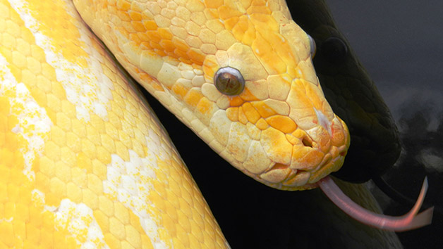 Click to view details and reviews for Meet The Reptiles Encounter At The Animal Experience For Two Adults And Two Children.