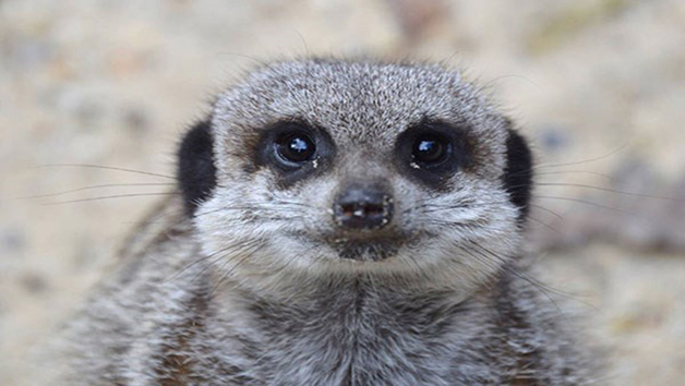 Click to view details and reviews for 2 For 1 Meerkat Encounter.