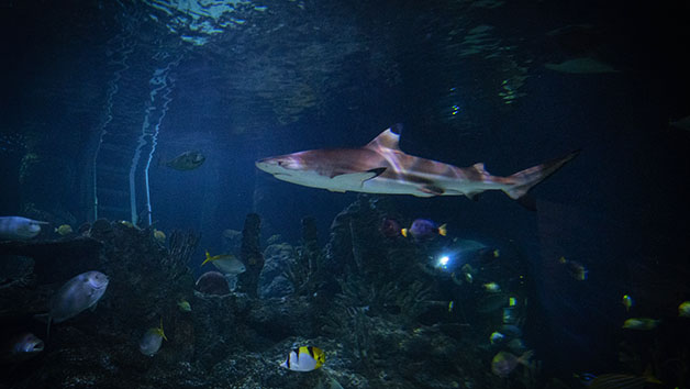 Diving with Sharks Experience at Skegness Aquarium for One Image 4