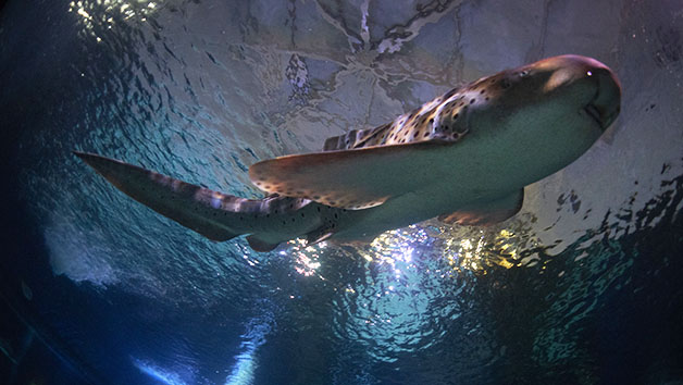 Diving with Sharks Experience at Skegness Aquarium for One Image 2