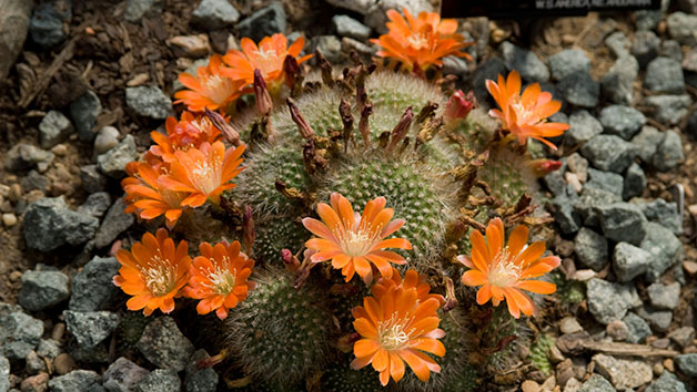 Family Entry to Kew Gardens and Palace for Two Adults and Two Children Image 3