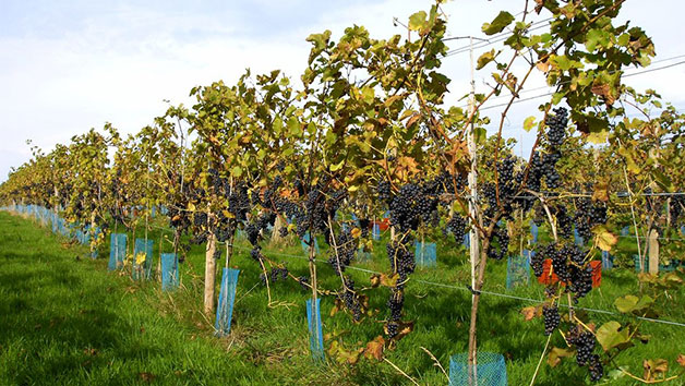 Organic Deluxe Vineyard Tour and Tasting for Two at Sedlescombe in East Sussex Image 2