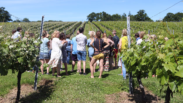 Wine Tasting with Tour for Two at English Oak Vineyard Image 2