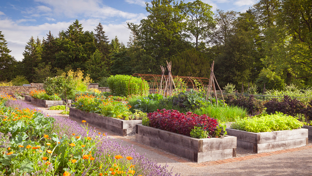 Kitchen Garden Tour and Lunch for Two at Rudding Park, Yorkshire Image 3