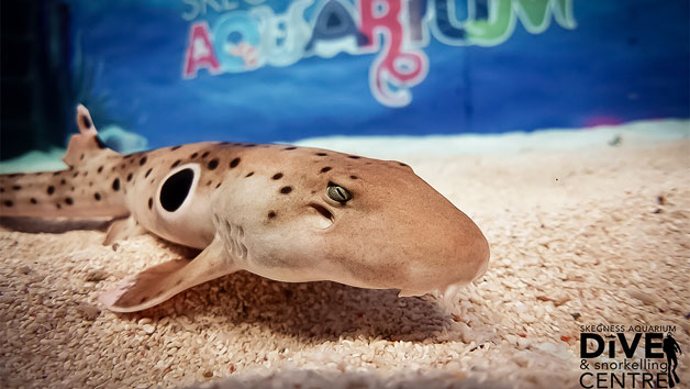 Family Snorkelling Experience and Entry at Skegness Aquarium Image 4