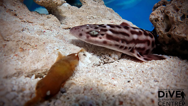 Family Snorkelling Experience and Entry at Skegness Aquarium Image 4