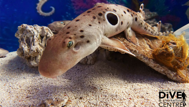 Family Snorkelling Experience and Entry at Skegness Aquarium Image 2