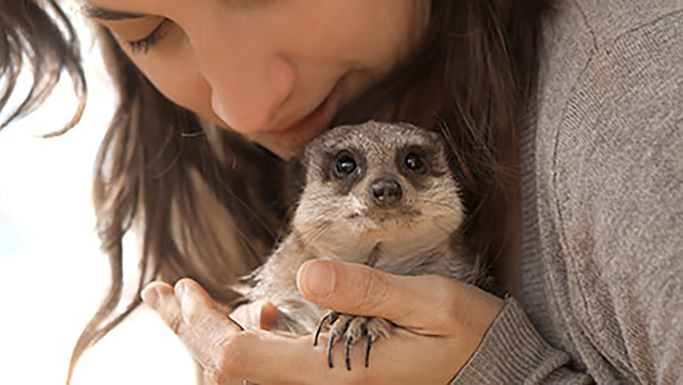 Meeting the Meerkats for Two in Oxfordshire Image 2