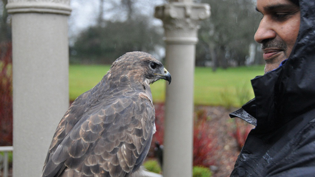 Birds of Prey Three Hour Experience for One – Special Offer Image 3