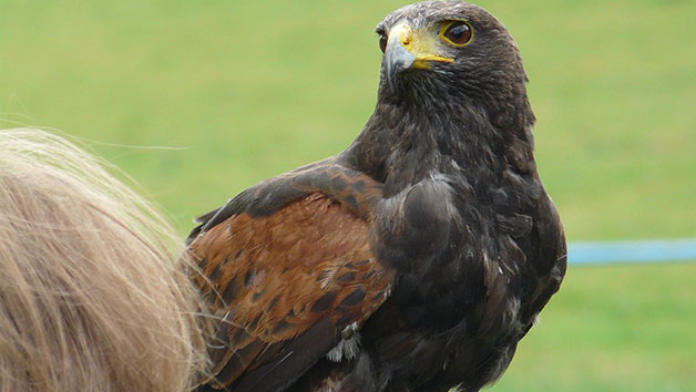 Three Hour Birds of Prey Experience for Two Image 3