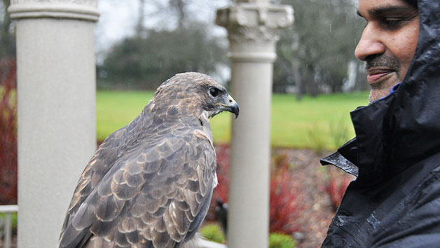 Three Hour Birds of Prey Experience for Two Image 2