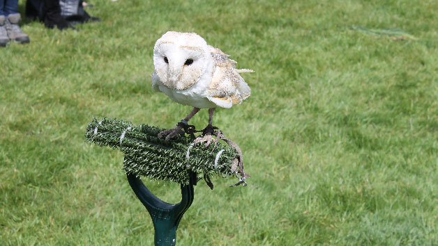 A Bird of Prey Falconry Experience for Two Image 3