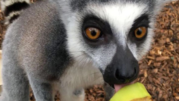 Click to view details and reviews for Entry To Exotic Zoo With A 30 Minute Lemur Experience For Two.