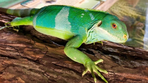 Click to view details and reviews for Entry To Exotic Zoo With A One Hour Reptile Experience For Two.