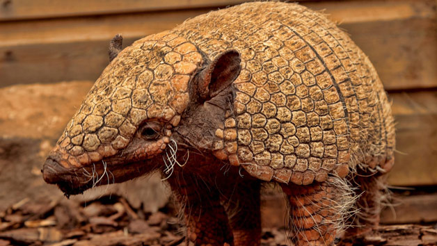 Entry to Exotic Zoo with a 30 Minute Armadillo Experience for Two Image 2