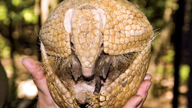 Click to view details and reviews for Entry To Exotic Zoo With A 30 Minute Armadillo Experience For Two.