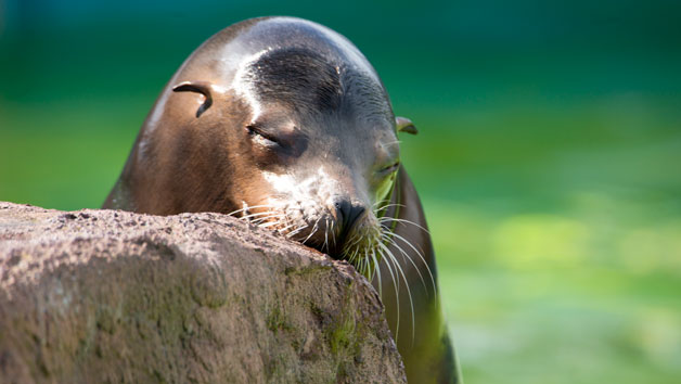 Entry to Welsh Mountain Zoo and California Sea Lion Experience for Two Image 2