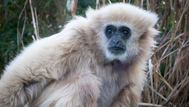 Entry to Welsh Mountain Zoo and Primate Experience for Two Image 2