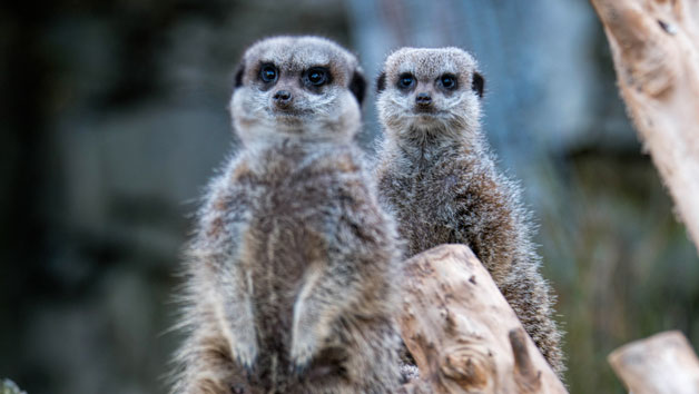 Entry to Welsh Mountain Zoo and Meerkat Experience for Two Image 3