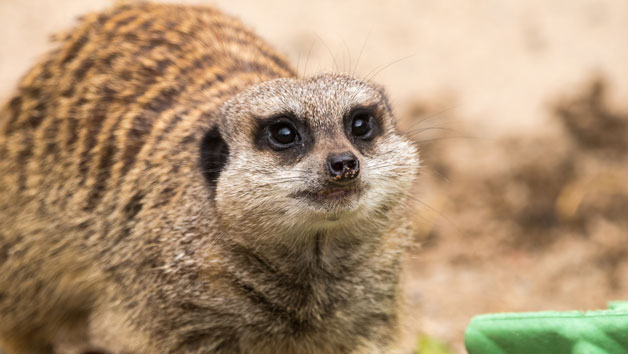 Entry to Welsh Mountain Zoo and Meerkat Experience for Two Image 2