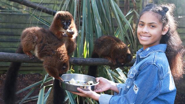 Shaldon Wildlife Trust Zoo Entry for Two with Lemur Liaison and Meerkat Experience Image 3