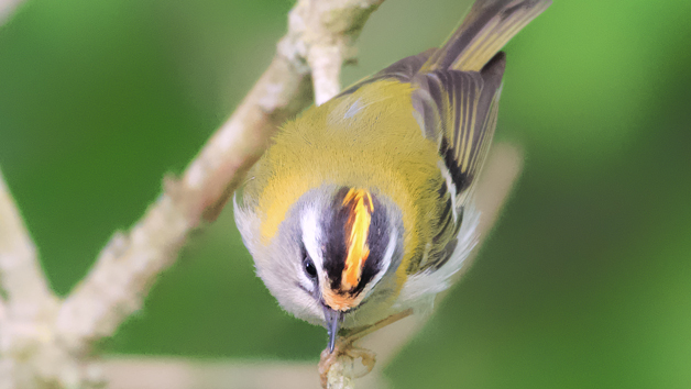 A Private Wildlife Walk with The Bird Whisperer for Two Image 4