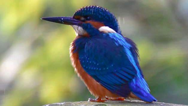 A Private Wildlife Walk with The Bird Whisperer for Two Image 2