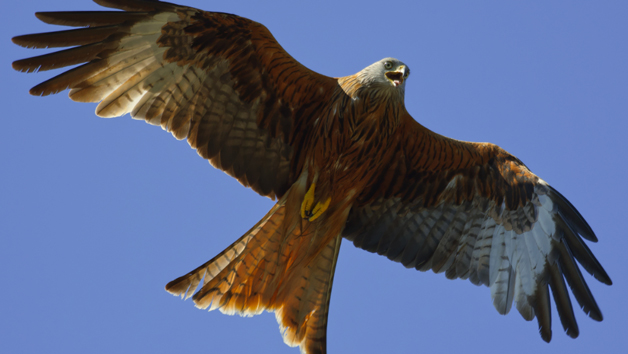 A Private Wildlife Walk with The Bird Whisperer for Two Image 3