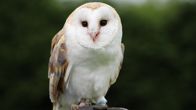 Birds of Prey Encounter at SMJ Falconry for Two Image 3