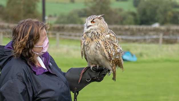 Birds of Prey Encounter at SMJ Falconry for Two Image 2