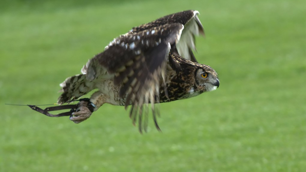 Birds of Prey Encounter at SMJ Falconry for Two Image 4