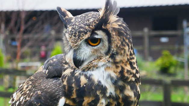 Birds of Prey Encounter at SMJ Falconry for Two Image 5