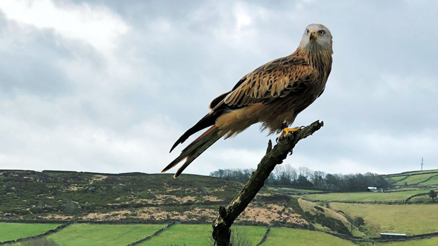 Birds of Prey Encounter at SMJ Falconry for One Image 3