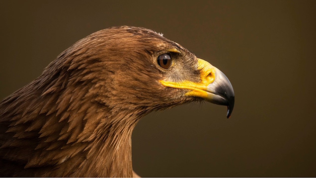 Choice of the Owl or Bird of Prey Experience for Two Image 1