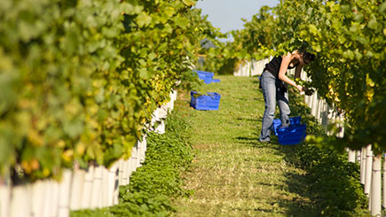 Vineyard Tour, Wine Tasting and Lunch for Two at Stopham Vineyard, West Sussex